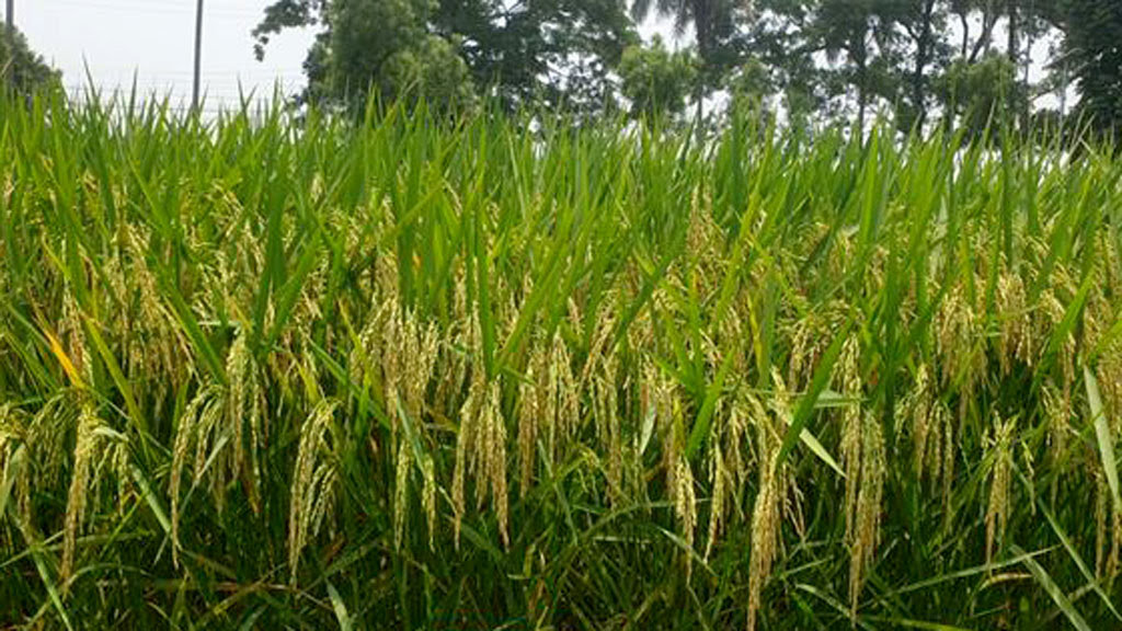 রাণীনগরে বোরো ধান কাটার শুরুতেই হতাশা; খরচ বাড়লেও মিলছে না ন্যায্য দাম