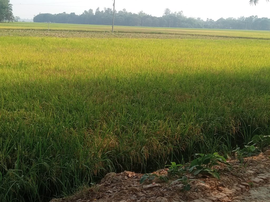 প্রাকৃতিক দুর্যোগ না হলে এবারে বাম্পার ফলনে ভরবে কৃষকদের শূন্য গোলা