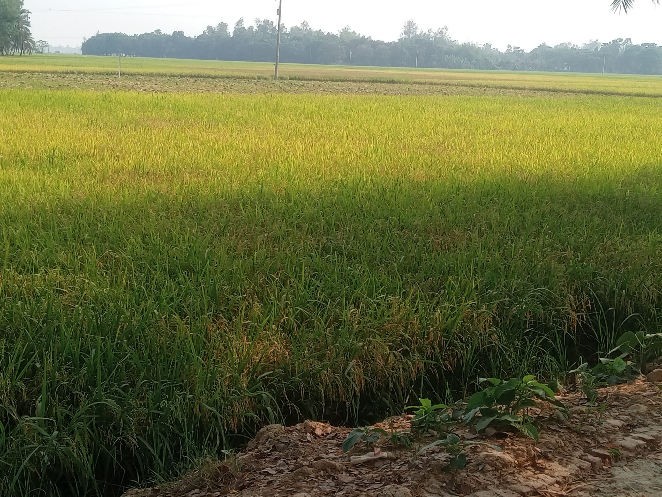 প্রাকৃতিক দুর্যোগ না হলে এবারে বাম্পার ফলনে ভরবে কৃষকদের শূন্য গোলা