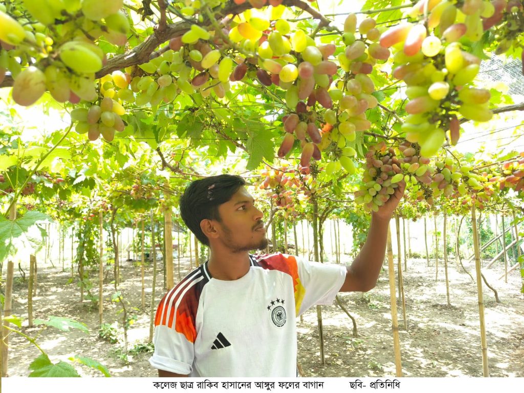 কালীগঞ্জে আঙুর চাষে কলেজ ছাত্রের অসাধারণ সাফল্য