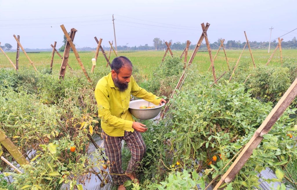 মালচিং পদ্ধতিতে টমেটো চাষ করে ভাগ্যবদল বদলগাছীর জামিল কাজীর