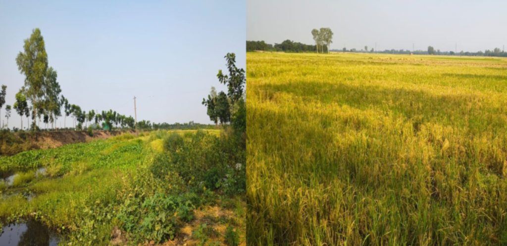 <span>প্রাণ হারাচ্ছে রাণীনগরের রক্তদহ বিল / </span>খননের উদ্যোগে খুশি বিল পারের মানুষ