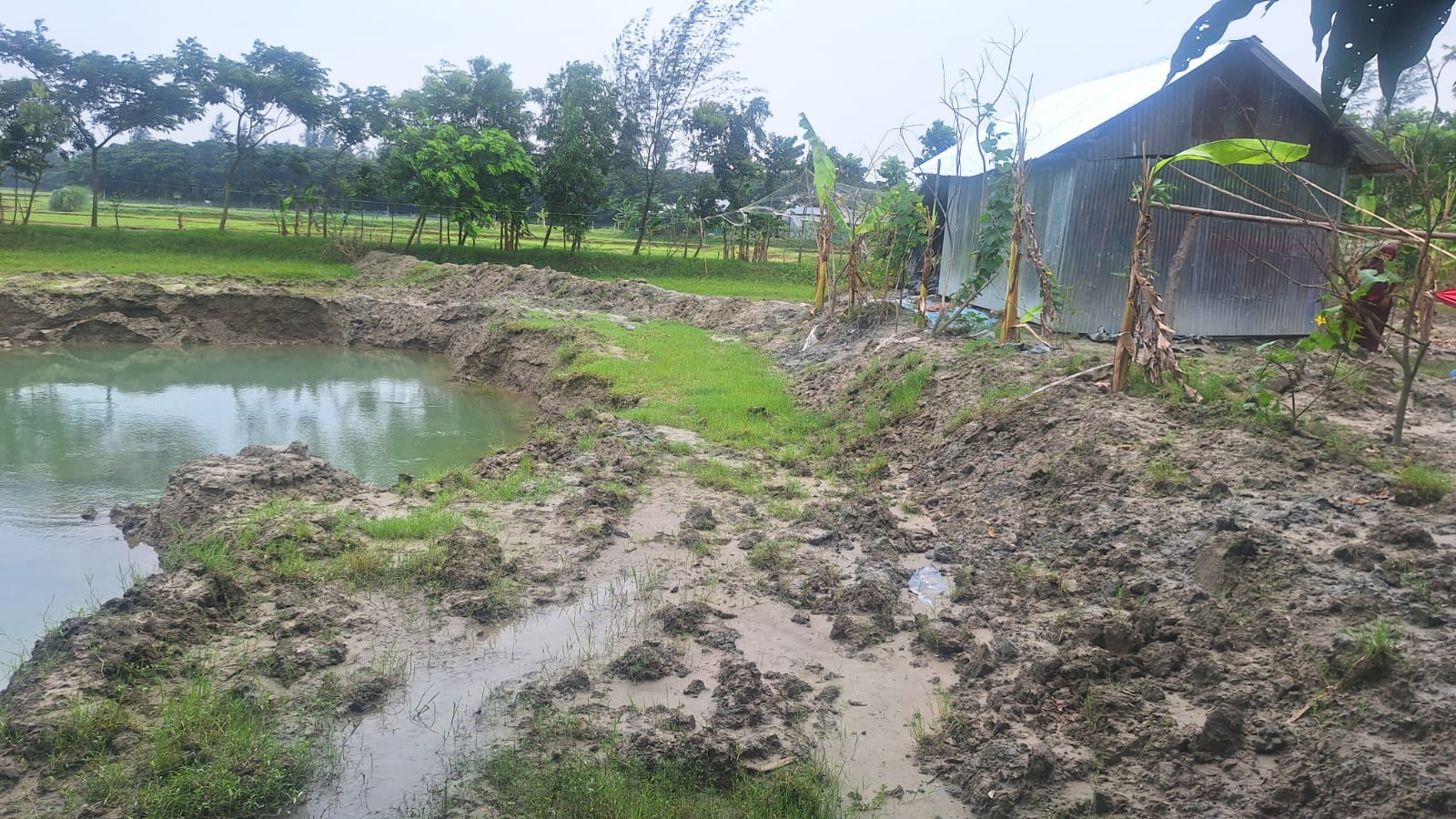 কমলনগরে অসহায় বৃদ্ধের জমি দখল করলো প্রবাসী; থানায় অভিযোগ