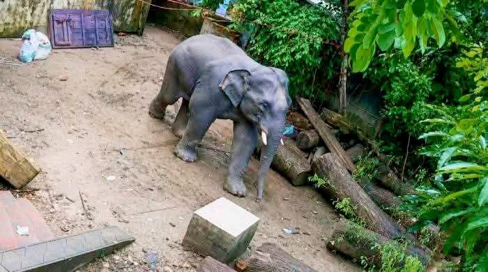 বোয়ালখালীতে হাতির বিচরণে বাড়ছে আতঙ্ক