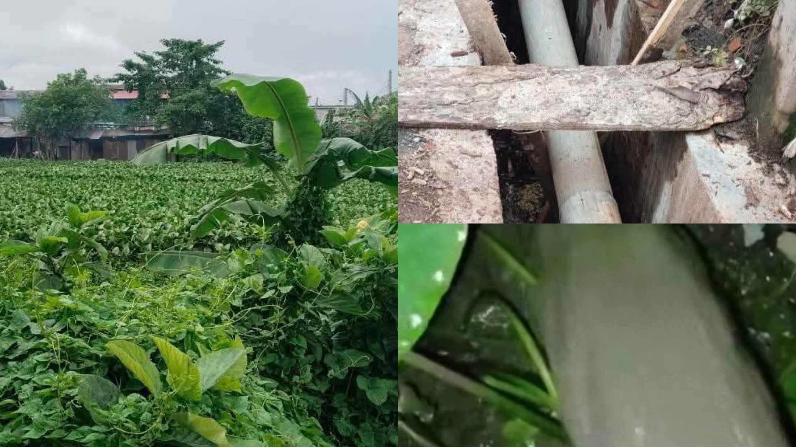 মাদারীপুরের পুরাতন বিসিক এলাকার শতবর্ষী পুকুর রক্ষায় প্রশাসনের হস্তক্ষেপ দাবি