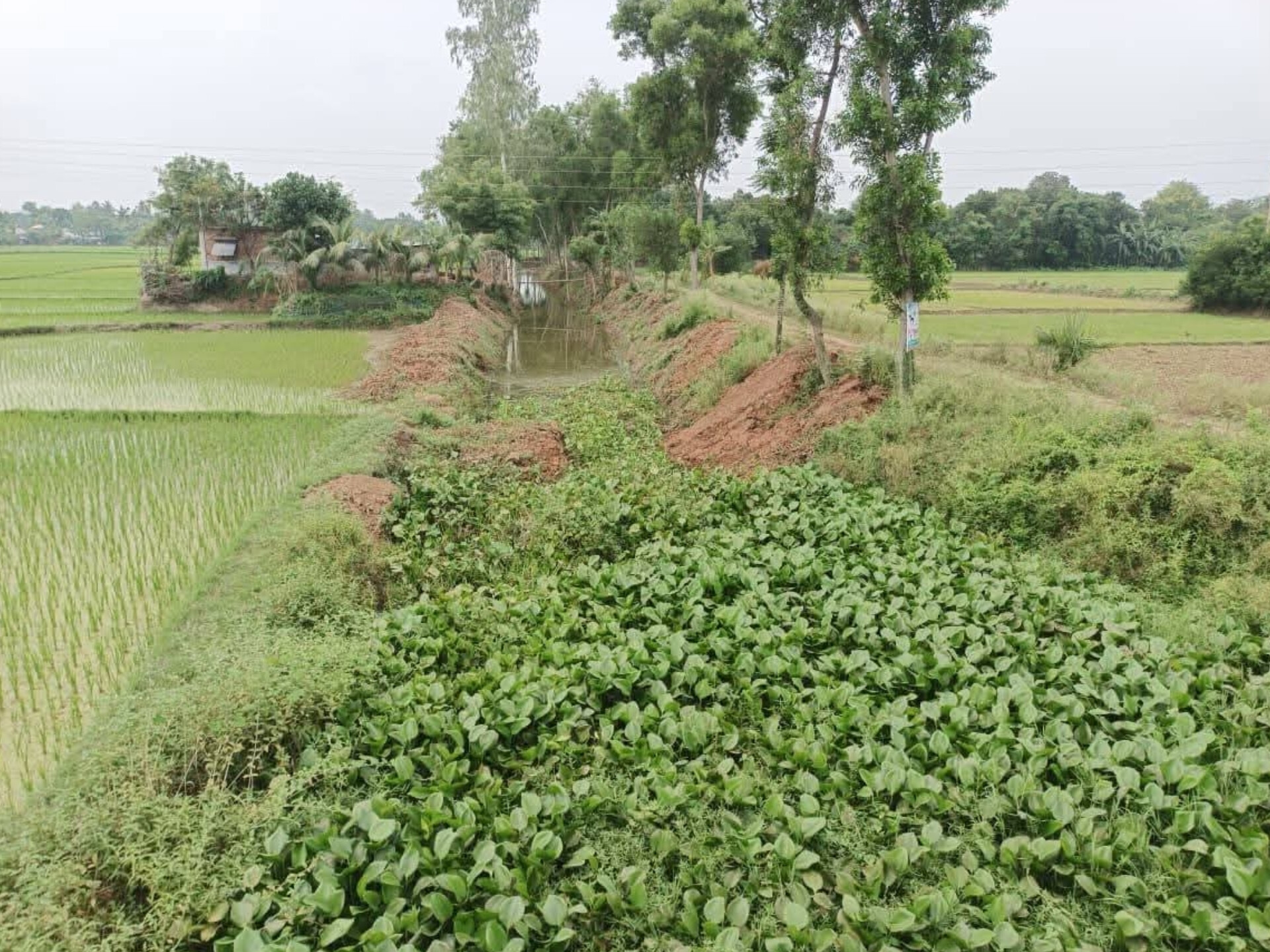 মান্দায় ভার্কের খাল পুনঃখনন প্রকল্পে পুকুর চুরির অভিযোগ