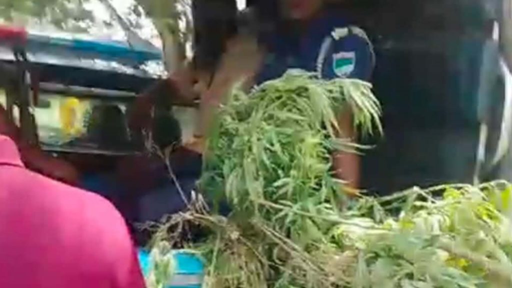 কালীগঞ্জে পানের বরজে গাঁজার চাষ আটক-১