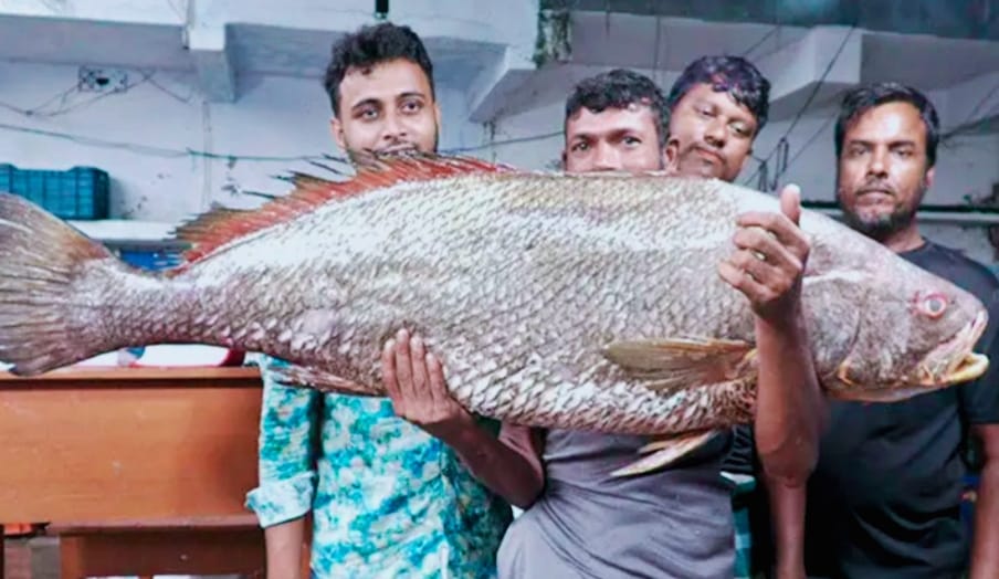 বাগেরহাটে একটি মাছ ২ লক্ষাধিক টাকায় বিক্রি