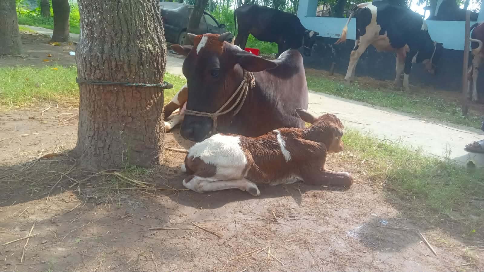 উদ্ধার হওয়া গরুর লালন-পালন হচ্ছে রাণীনগর থানায়: জন্ম হয়েছে এঁড়ে বাছুরের