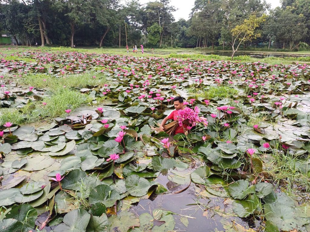 কটিয়াদীতে বিলে-ঝিলে মুগ্ধতা ছড়াচ্ছে লাল শাপলা ! ছুটে আসছেন বিভিন্ন প্রান্তের প্রকৃতি প্রেমীরা