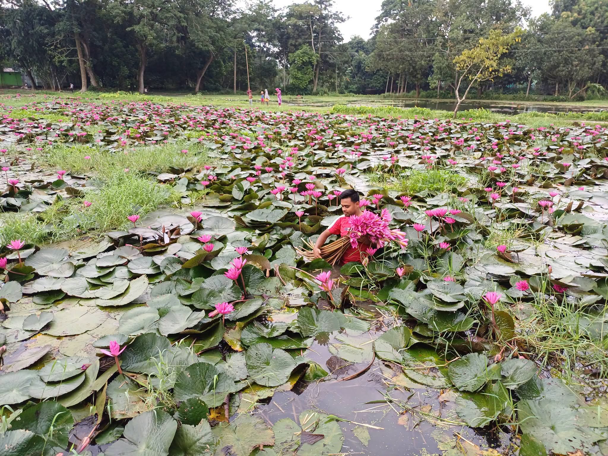কটিয়াদীতে বিলে-ঝিলে মুগ্ধতা ছড়াচ্ছে লাল শাপলা ! ছুটে আসছেন বিভিন্ন প্রান্তের প্রকৃতি প্রেমীরা